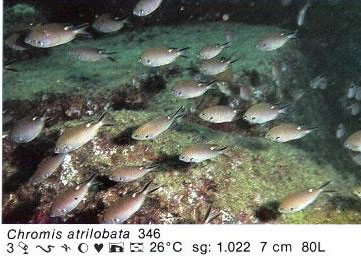 Chromis atrilobata